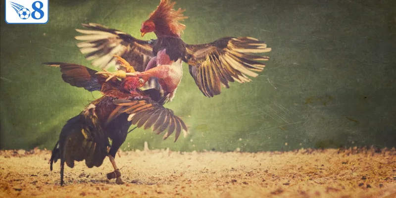 4 trận đá gà hay nhất